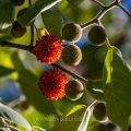 Früchte des Papiermaulbeerbaum (Broussonetia papyrifera)