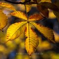 Japanische Rosskastanie (Aesculus turbinata) Blatt im Herbst