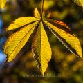 Japanische Rosskastanie (Aesculus turbinata) Blatt im Herbst