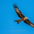 Rotmilan (Milvus milvus) kein Platz um nach rechts ins Bild zu "fliegen"