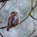 Sperlingskauz (Glaucidium passerinum)
