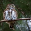 Sperlingskauz (Glaucidium passerinum)