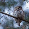Sperlingskauz (Glaucidium passerinum)