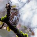 Sperlingskauz (Glaucidium passerinum)