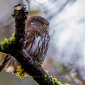 Sperlingskauz (Glaucidium passerinum)