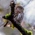 Sperlingskauz (Glaucidium passerinum)