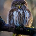 Sperlingskauz (Glaucidium passerinum)