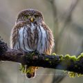 Sperlingskauz (Glaucidium passerinum)