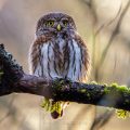 Sperlingskauz (Glaucidium passerinum)