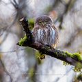 Sperlingskauz (Glaucidium passerinum)