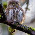 Sperlingskauz (Glaucidium passerinum)