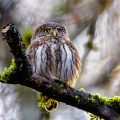 Sperlingskauz (Glaucidium passerinum)