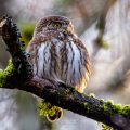 Sperlingskauz (Glaucidium passerinum)