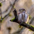 Sperlingskauz (Glaucidium passerinum)