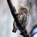 Sperlingskauz (Glaucidium passerinum)