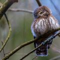 Sperlingskauz (Glaucidium passerinum)