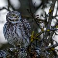 Steinkauz (Athene noctua)