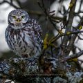 Steinkauz (Athene noctua)