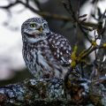 Steinkauz (Athene noctua)