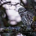 Steinkauz (Athene noctua)