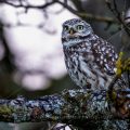 Steinkauz (Athene noctua)