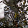 Steinkauz (Athene noctua)