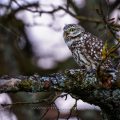 Steinkauz (Athene noctua)