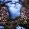 Steinkauz (Athene noctua) Männchen und Weibchen - Digital Composite aus zwei Bildern