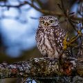 Steinkauz (Athene noctua)
