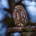 Steinkauz (Athene noctua)