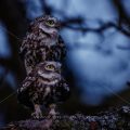 Steinkauz (Athene noctua) Paarungsverhalten