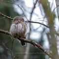 Sperlingskauz (Glaucidium passerinum)