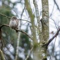 Sperlingskauz (Glaucidium passerinum)