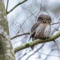 Sperlingskauz (Glaucidium passerinum)