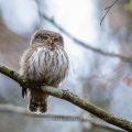 Sperlingskauz (Glaucidium passerinum)