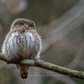 Sperlingskauz (Glaucidium passerinum)