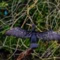 Kormoran (Phalacrocorax carbo) Kormoran (Phalacrocorax carbo) trocknet das Gefieder, Eisvogel im Hintergrund