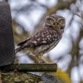 Steinkauz (Athene noctua)