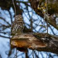 Steinkauz (Athene noctua)