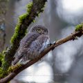 Sperlingskauz (Glaucidium passerinum)