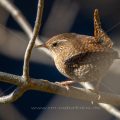 Zaunkönig (Troglodytes troglodytes)