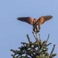 Turmfalke (Falco tinnunculus) bei der Paarung