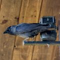 Dohle (Corvus monedula) an der Wildkamera