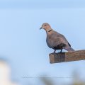 Türkentaube (Streptopelia decaocto)