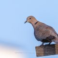 Türkentaube (Streptopelia decaocto)