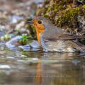 Rotkehlchen (Erithacus rubecula)