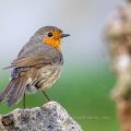 Rotkehlchen (Erithacus rubecula)