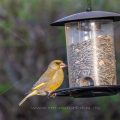Grünfink (Carduelis chloris) am Futtersilo