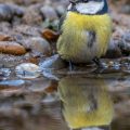 Blaumeise (Parus caeruleus) badend