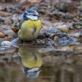 Blaumeise (Parus caeruleus) badend